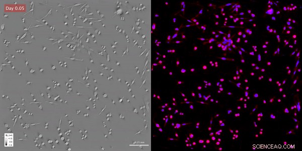 AI-Powered Technique Revolutionizes Live Cell Imaging