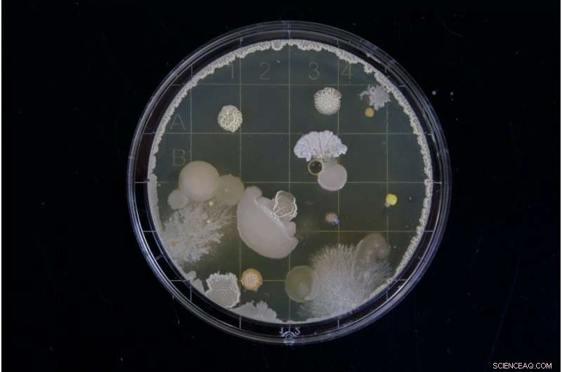 Magnetic Bacteria Power Micropumps for Precision Drug Delivery