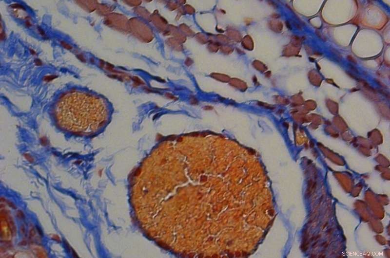 Light‑Activated Red Blood Cells and Bee‑Derived Peptide Enable Targeted Protein Delivery