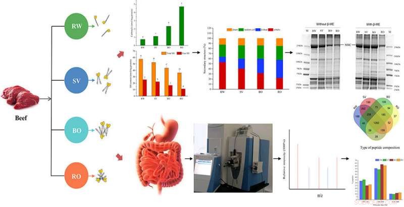 Sous Vide Boosts Beef Protein Digestibility: A Proven Technique