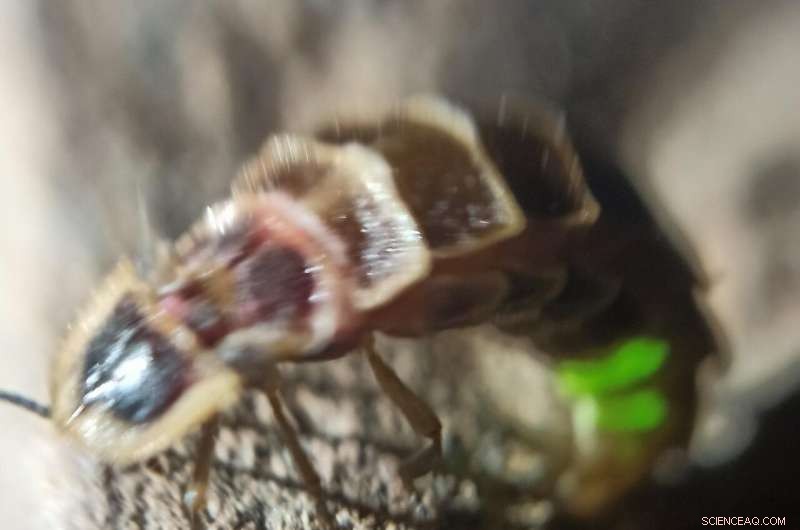 NYU Abu Dhabi Researchers Unveil Secrets of Firefly Light Emission