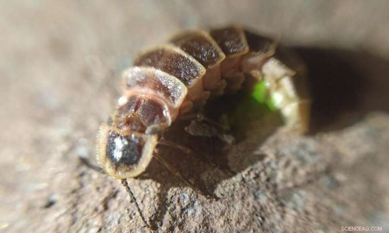 NYU Abu Dhabi Researchers Unveil Secrets of Firefly Light Emission