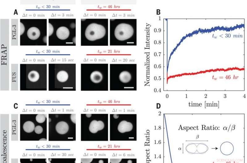 Unveiling Time-Dependent Material Dynamics in Protein Condensates