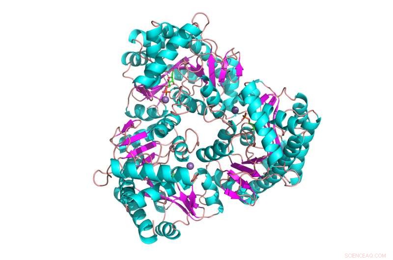 First‑Ever Biocatalytic Production of RNA Building Blocks Using YeiN Enzyme