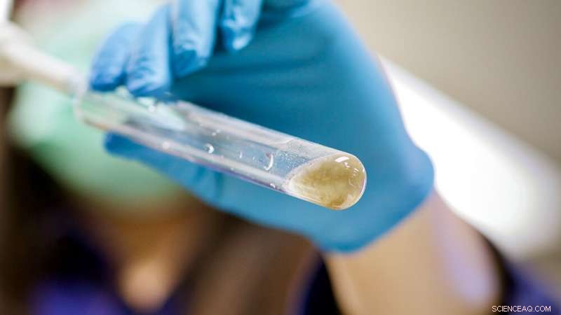 Salt-Tolerant Bacteria Convert Sewage Sludge Into Biodegradable Plastics