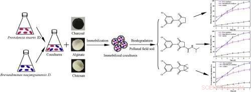 Synergistic Co-Culture of Two Bacterial Strains Accelerates Degradation of Dicarboximide Fungicides