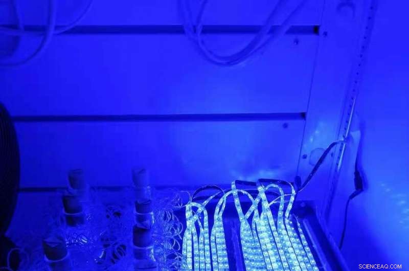 Light-Activated Enzyme Breakthrough Enables High-Yield Drop-In Biofuel Production