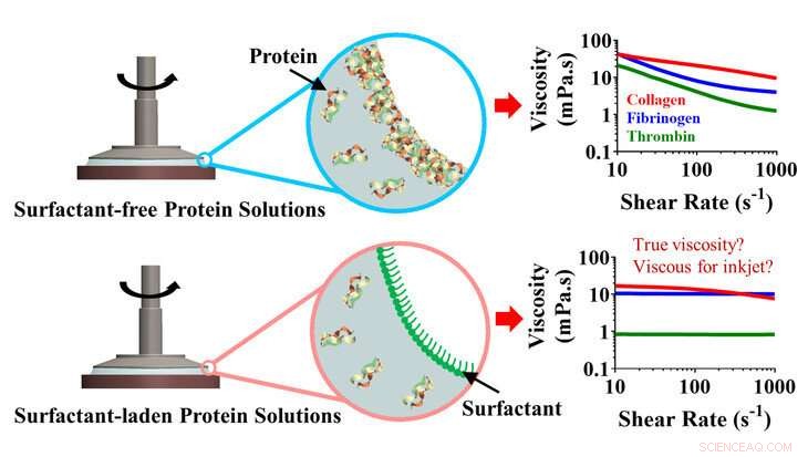 New Fibrous Protein Discovery Promises Advances in Bioprinting & Tissue Engineering