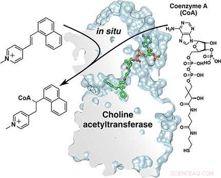 Revolutionary Method for Developing Choline Acetyltransferase Inhibitors