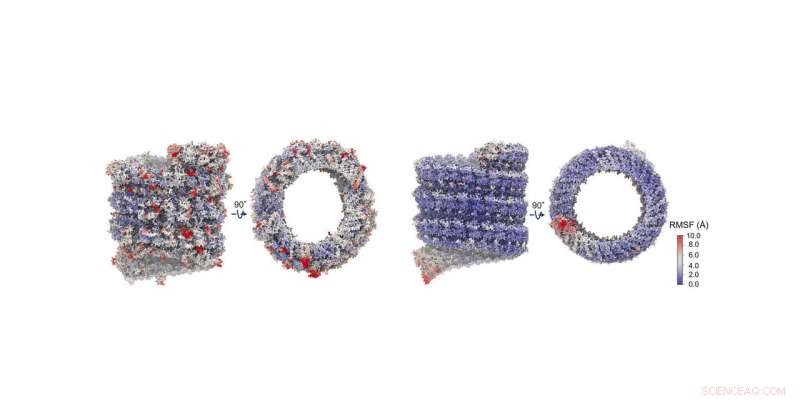 Stampede2 & Bridges Simulations Reveal Vulnerabilities in Ebola Virus Nucleocapsid