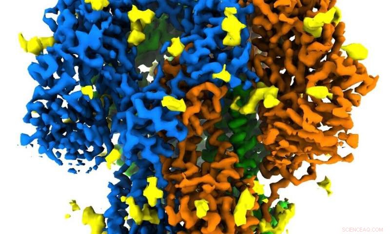 Scientists Reveal Unprecedented 3D View of Coronavirus Spike Protein Structure