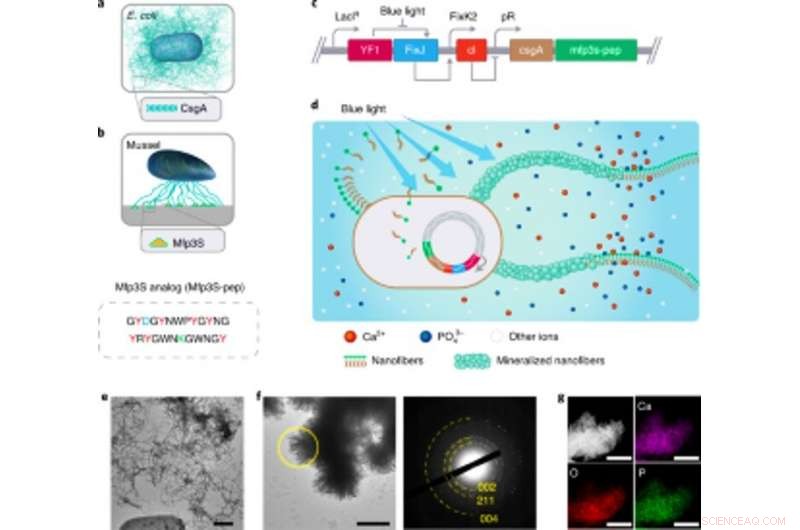 Harnessing Light-Responsive E. coli Biofilms to Scaffold Hydroxyapatite Mineralization