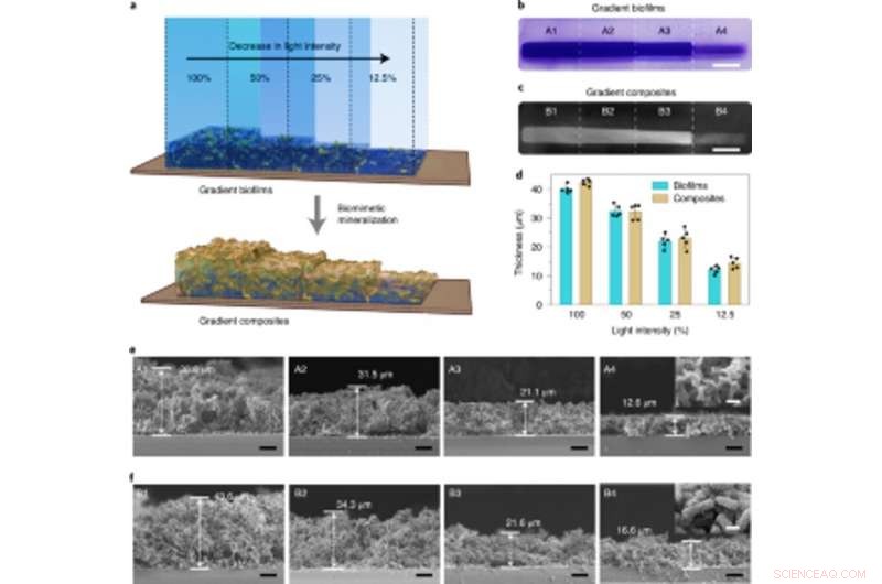 Harnessing Light-Responsive E. coli Biofilms to Scaffold Hydroxyapatite Mineralization