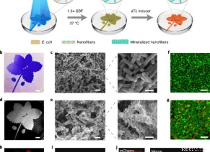 Harnessing Light-Responsive E. coli Biofilms to Scaffold Hydroxyapatite Mineralization
