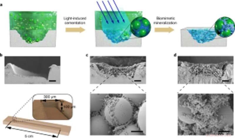 Harnessing Light-Responsive E. coli Biofilms to Scaffold Hydroxyapatite Mineralization