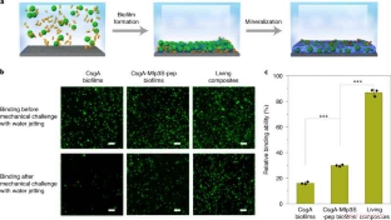 Harnessing Light-Responsive E. coli Biofilms to Scaffold Hydroxyapatite Mineralization