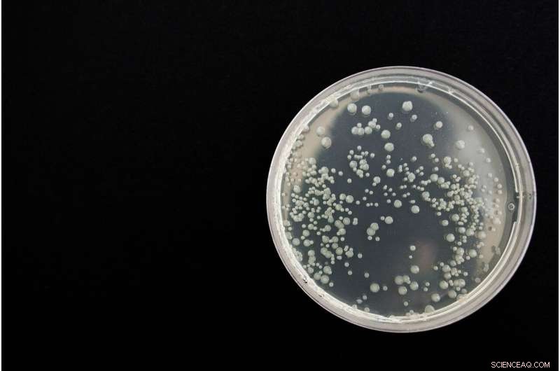 From Pesticide to Antibiotic: Scientists Repurpose Toxic Compound to Combat Resistant Bacteria
