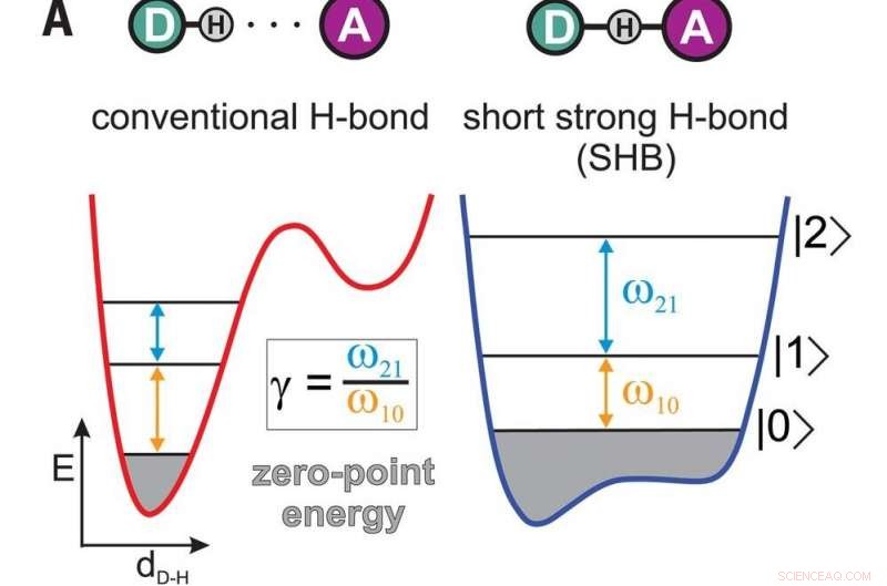 Bifluoride Ion Experiments Reveal Hybrid Bonding: New Evidence
