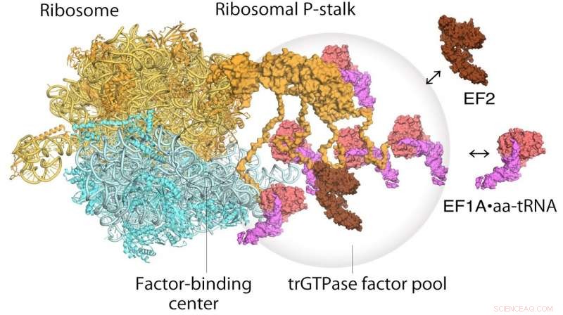 High-Speed AFM Unveils Real-Time Protein Synthesis Machinery in Cells