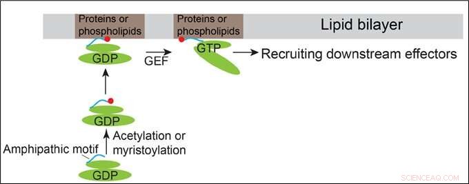 Scientists Uncover Novel Mechanism for Recruiting ARF Family Proteins