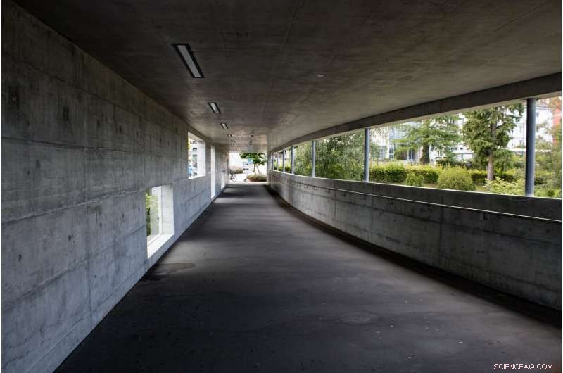 Carrot Cement: Harnessing Root Vegetables and Ash to Make Concrete Greener