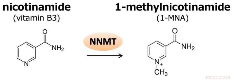 Pillar‑Shaped Molecules Serve as Precise Biosensors for Metabolite Detection