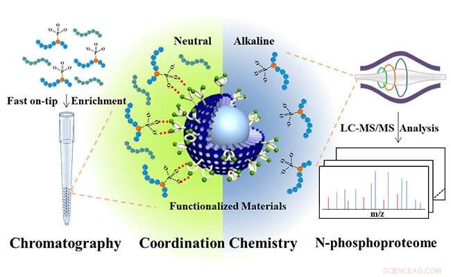 Researchers Develop Fast, Highly Effective N‑Phosphopeptide Enrichment Method