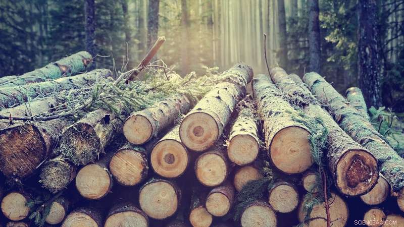 Scientists Develop Eco-Friendly Polymer from Wood Sugars