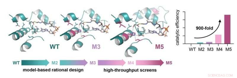 Advancing CO2 Fixation: Engineering Glycolyl‑CoA Carboxylase for the TaCo Pathway