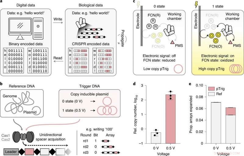 Enhancing DNA Data Storage Capacity via Electrical Signal Encoding