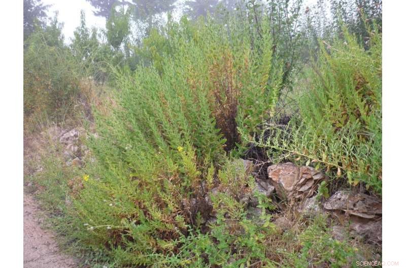 New Compound from Medicinal Herb Shows Promise Against Brain‑Eating Amoebae in Lab Studies