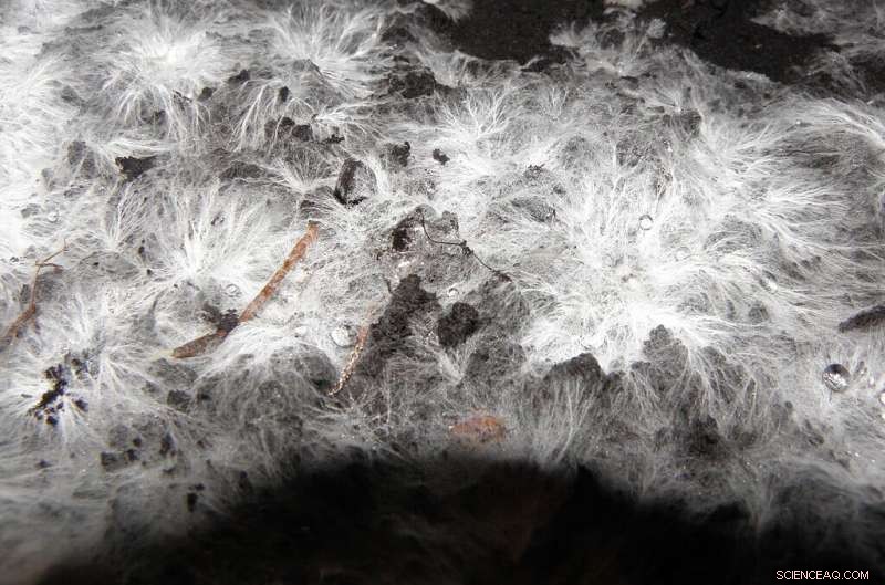 Revolutionizing Architecture: How Living Fungus Could Build Tomorrow’s Homes