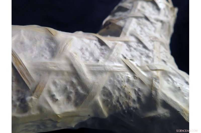 Revolutionizing Architecture: How Living Fungus Could Build Tomorrow’s Homes