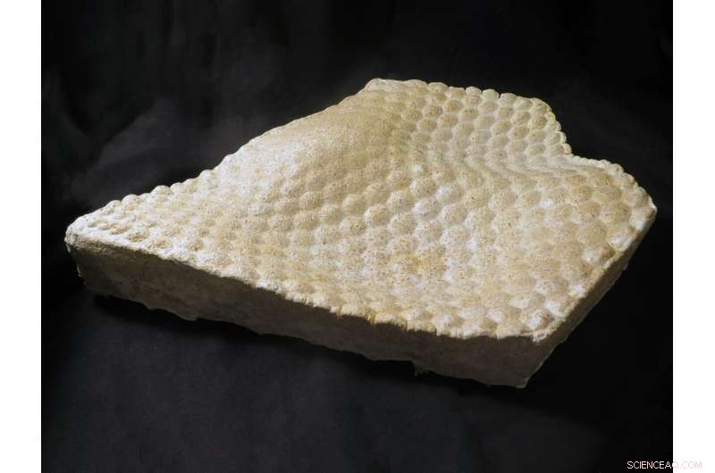 Revolutionizing Architecture: How Living Fungus Could Build Tomorrow’s Homes