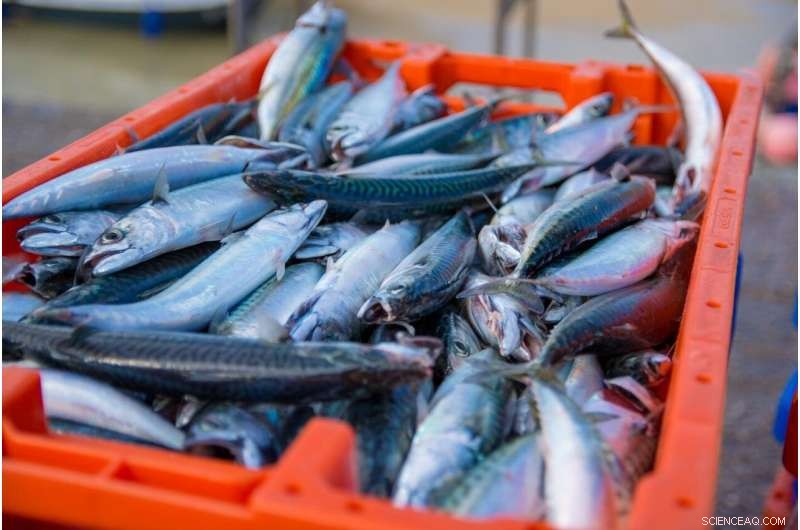 Cutting-Edge Quantitative Method for Ensuring Food Safety