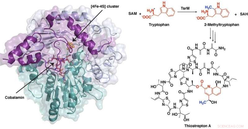 Innovative Chemical Pathway Enables Synthesis of Powerful Antibiotic