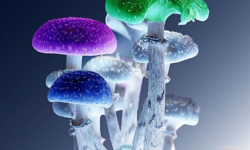 Fungal Biomaterials: Pioneering Wearables and Devices for a Science‑Fiction‑Inspired Future
