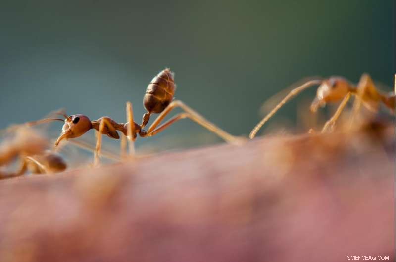 Scientists Reveal a Novel Ant-Farm Antifungal Compound