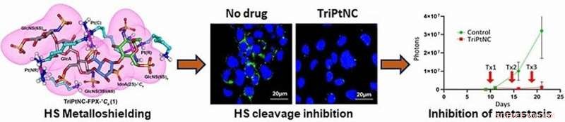 Novel Platinum Complex Blocks Metastasis by Modulating Heparan Sulfate Conformation