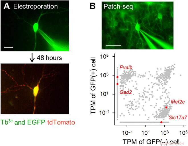 Terbium(III)-Doped Fluorescent Glass: A Novel Tool for Biomedical Research