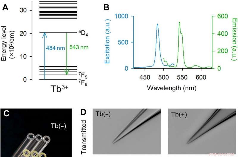 Terbium(III)-Doped Fluorescent Glass: A Novel Tool for Biomedical Research
