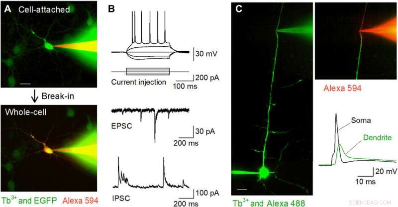 Terbium(III)-Doped Fluorescent Glass: A Novel Tool for Biomedical Research