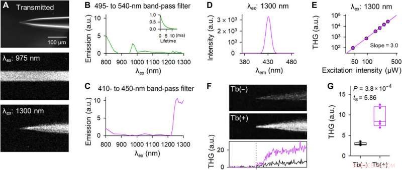 Terbium(III)-Doped Fluorescent Glass: A Novel Tool for Biomedical Research