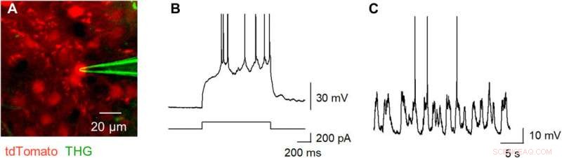 Terbium(III)-Doped Fluorescent Glass: A Novel Tool for Biomedical Research
