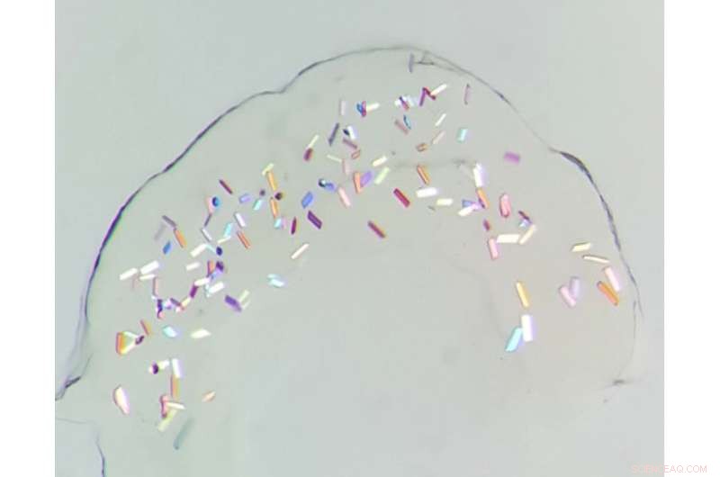 New High-Resolution Structures of Archaerhodopsin-3 Reveal Mechanisms of Receptor Desensitization