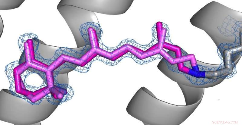 New High-Resolution Structures of Archaerhodopsin-3 Reveal Mechanisms of Receptor Desensitization