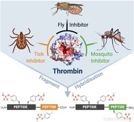 Innovative Trivalent Thrombin Inhibitors from Insect Saliva Anticoagulant Peptides