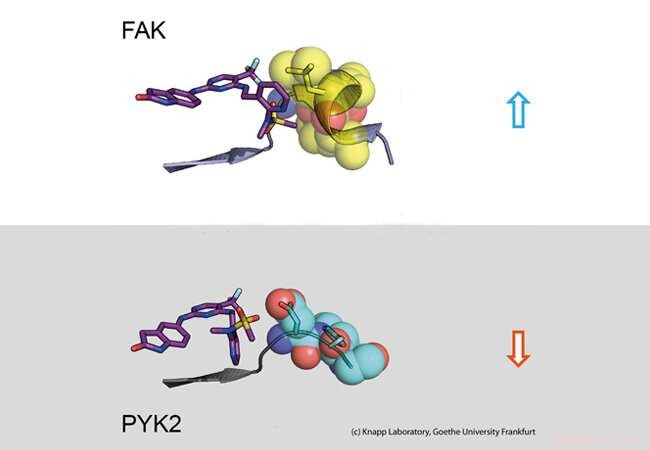 How Active Compounds Bind to Target Proteins: The Case of FAK Inhibitors