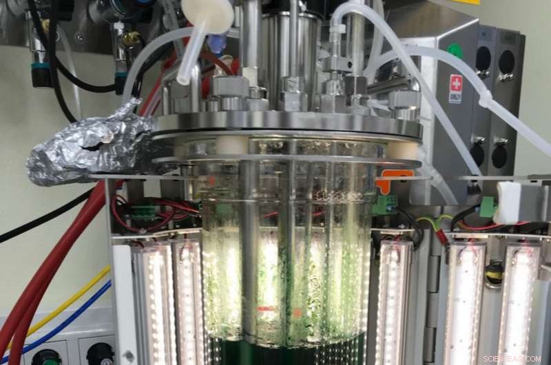 Cyanobacteria Offer a Sustainable Path to Revolutionize Plastic Production