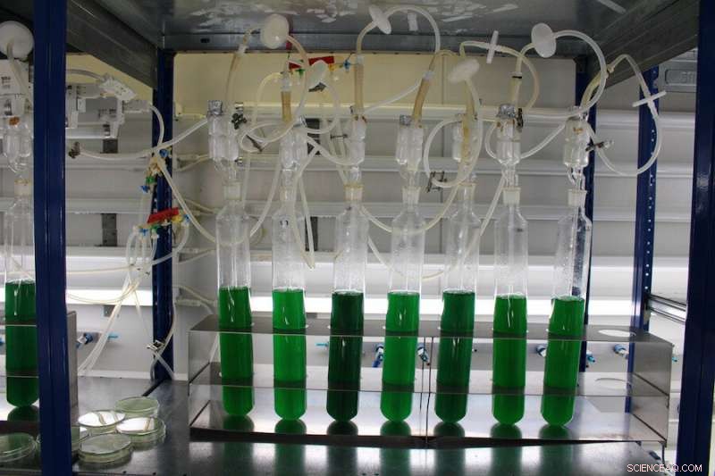 Cyanobacteria Offer a Sustainable Path to Revolutionize Plastic Production
